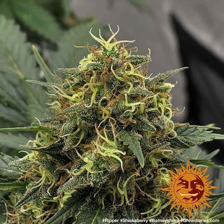 Barney's Farm - Shiskaberry (fem.)