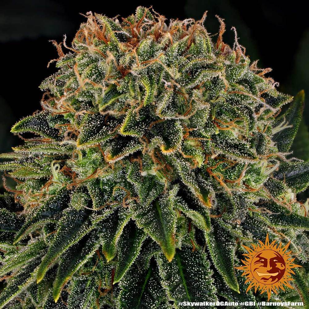 Barney's Farm - Skywalker OG Auto (auto/fem.)