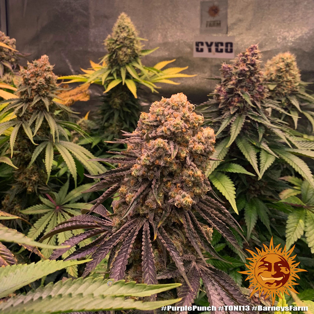 Barney's Farm - Purple Punch (fem.)