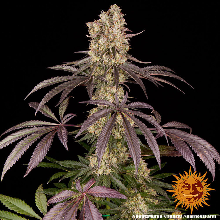 Barney's Farm - Runtz Muffin (fem.)
