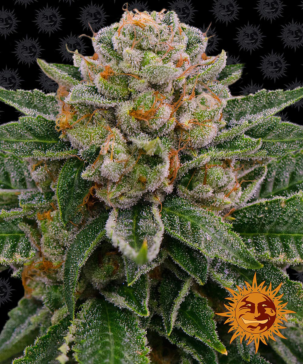 Barney's Farm - Skywalker OG Auto (auto/fem.)