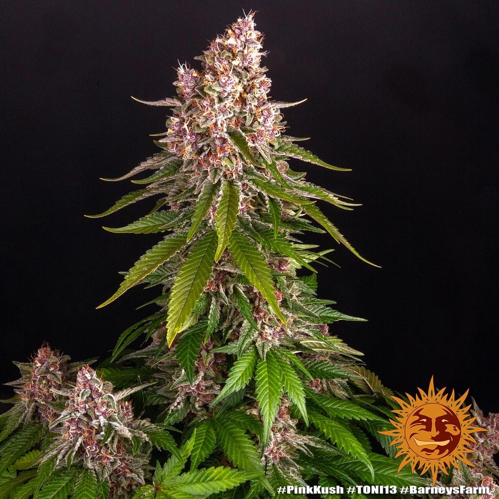 Barney's Farm - Pink Kush (fem.)