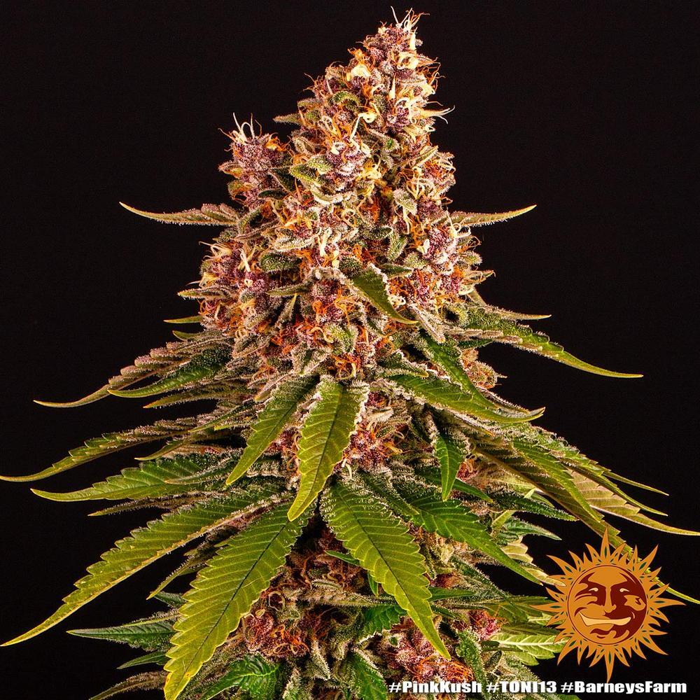 Barney's Farm - Pink Kush (fem.)