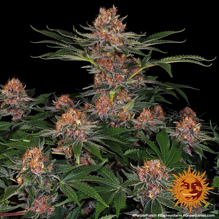 Barney's Farm - Purple Punch Auto (auto/fem.)
