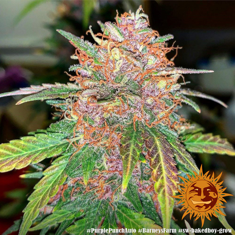 Barney's Farm - Purple Punch Auto (auto/fem.)