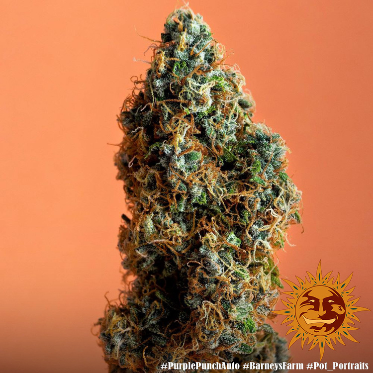 Barney's Farm - Purple Punch Auto (auto/fem.)