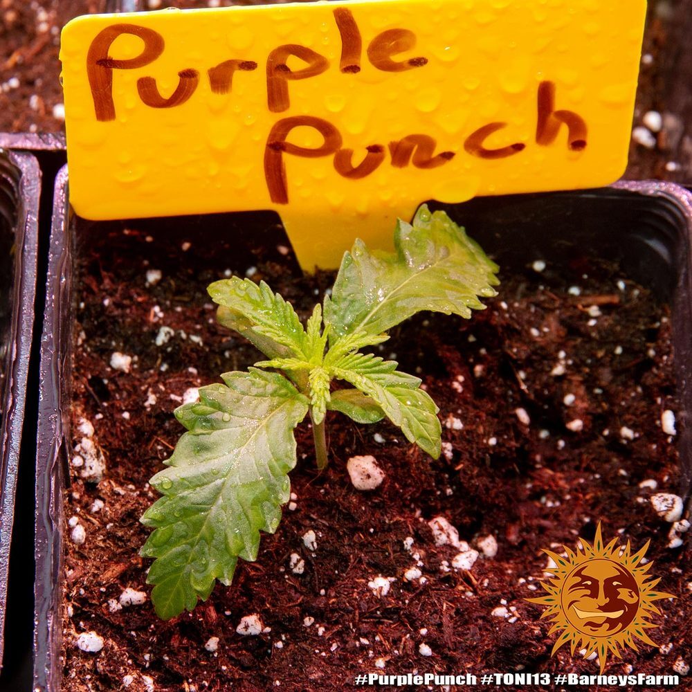 Barney's Farm - Purple Punch (fem.)