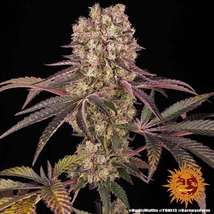 Barney's Farm - Runtz Muffin (fem.)