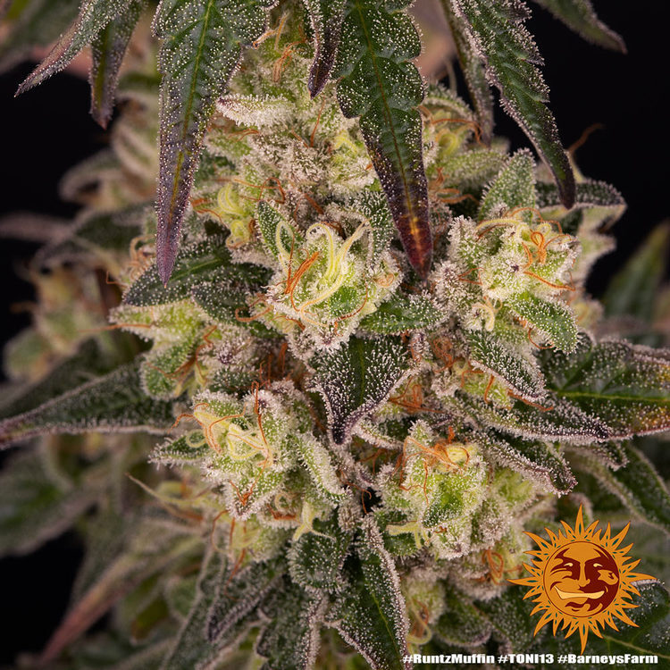 Barney's Farm - Runtz Muffin (fem.)