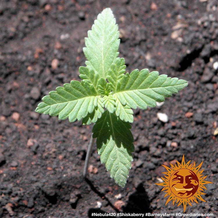 Barney's Farm - Shiskaberry (fem.)
