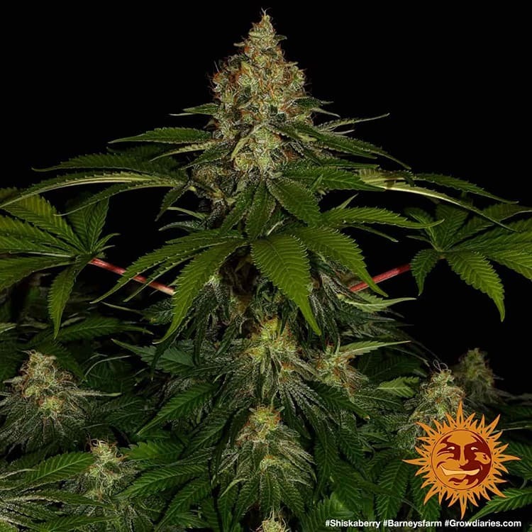 Barney's Farm - Shiskaberry (fem.)