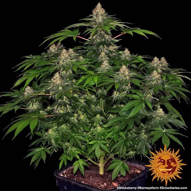 Barney's Farm - Shiskaberry (fem.)