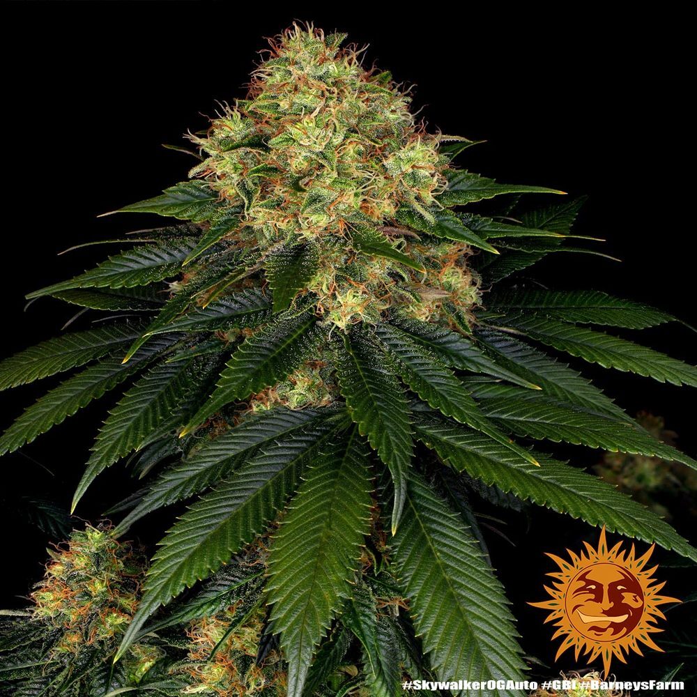 Barney's Farm - Skywalker OG Auto (auto/fem.)