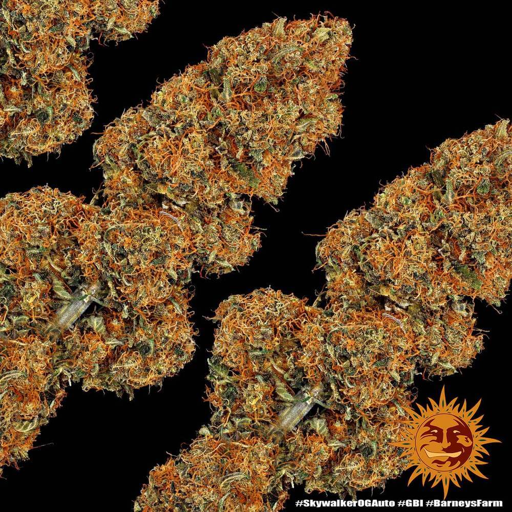 Barney's Farm - Skywalker OG Auto (auto/fem.)