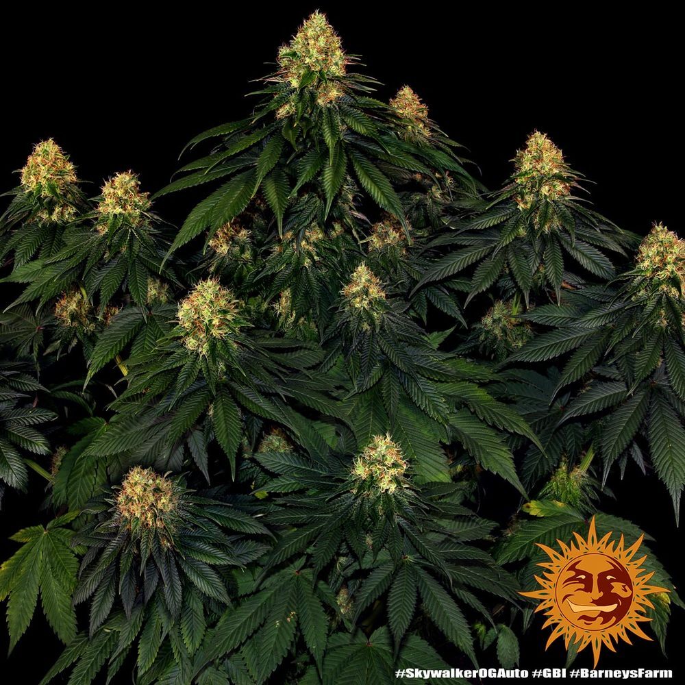 Barney's Farm - Skywalker OG Auto (auto/fem.)
