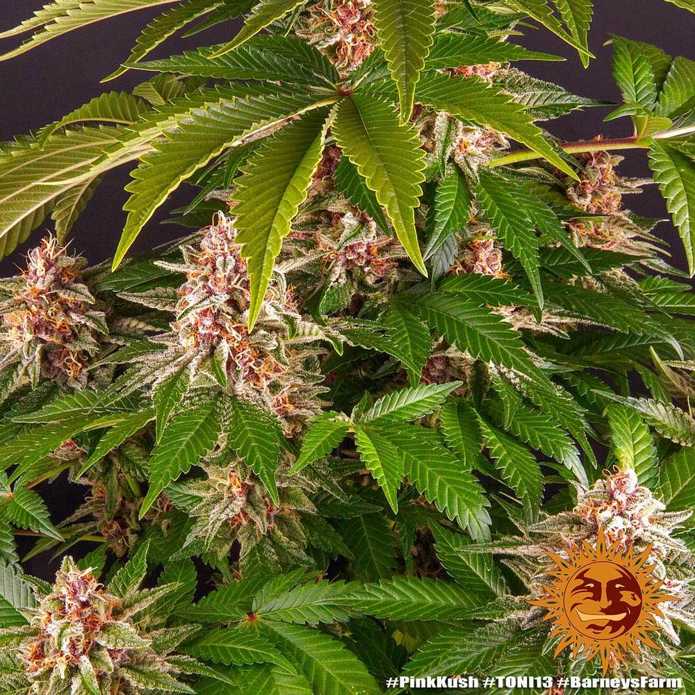 Barney's Farm - Pink Kush (fem.)