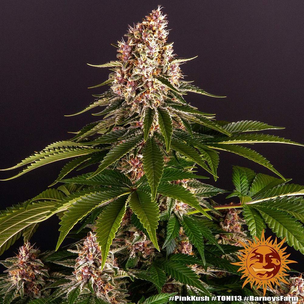Barney's Farm - Pink Kush (fem.)
