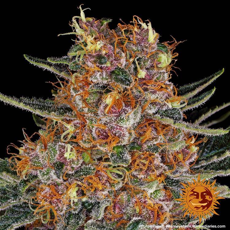 Barney's Farm - Purple Punch Auto (auto/fem.)