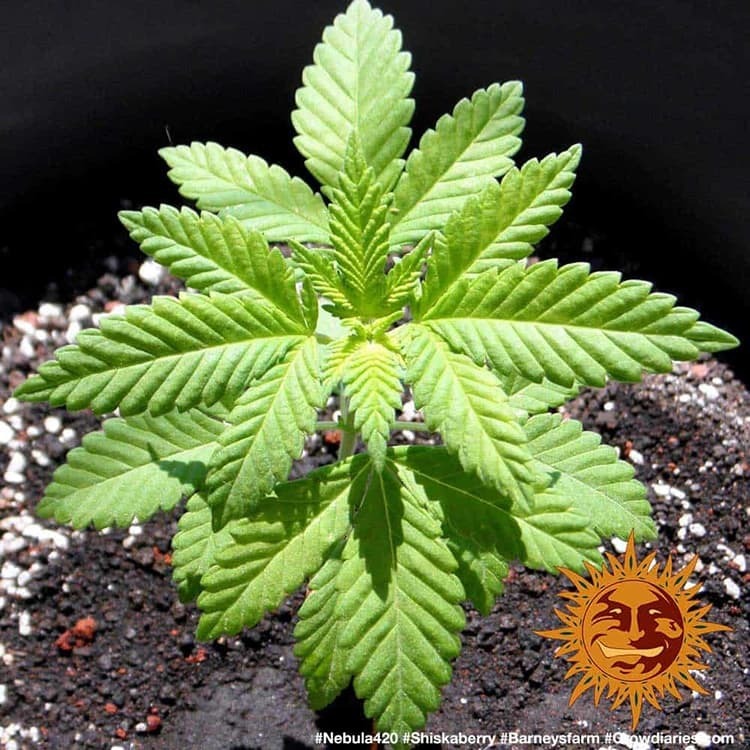 Barney's Farm - Shiskaberry (fem.)