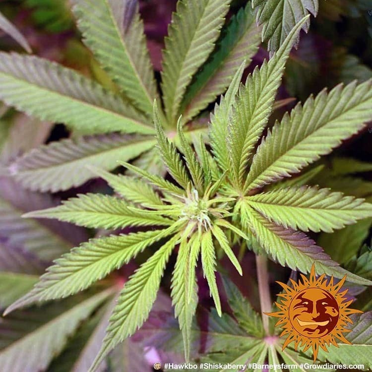 Barney's Farm - Shiskaberry (fem.)