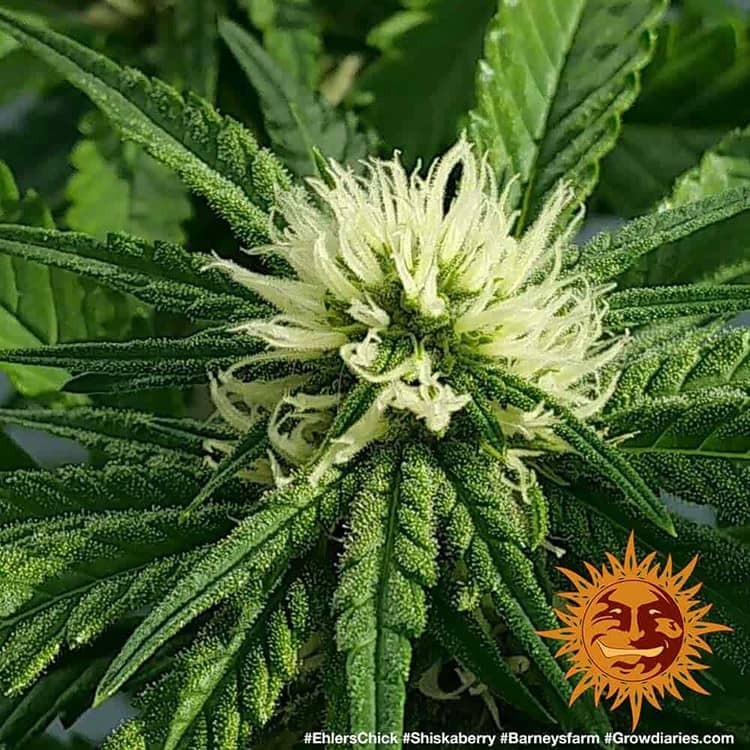 Barney's Farm - Shiskaberry (fem.)