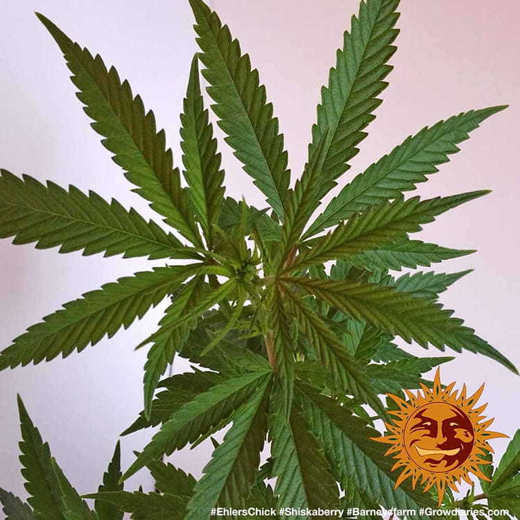 Barney's Farm - Shiskaberry (fem.)