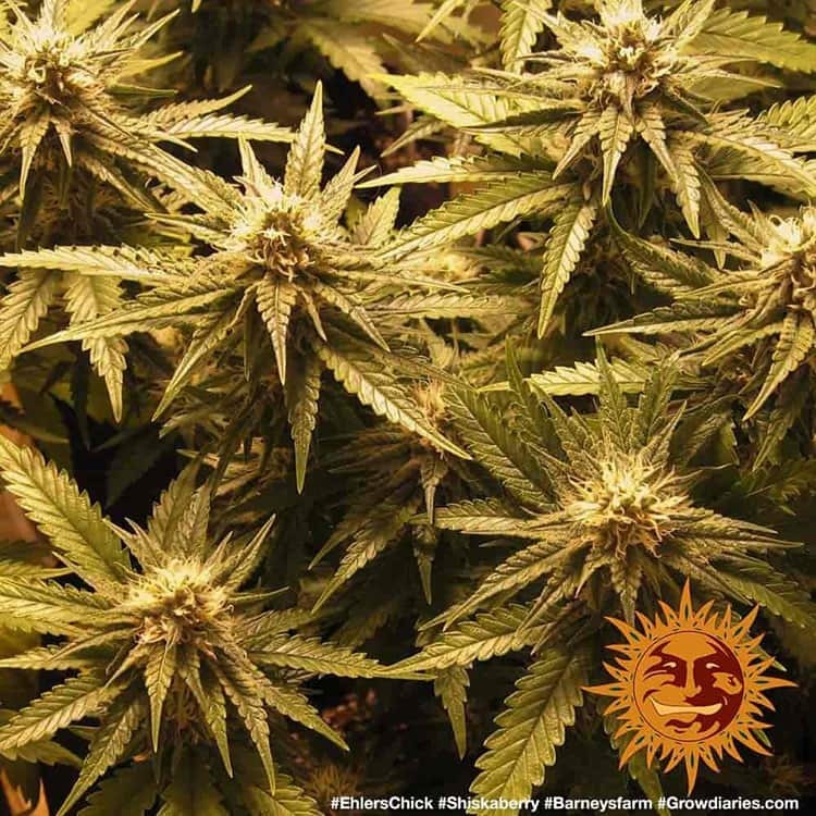 Barney's Farm - Shiskaberry (fem.)