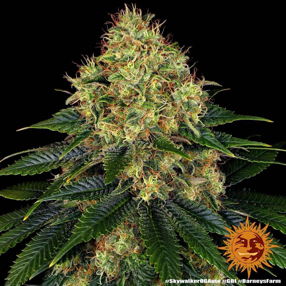 Barney's Farm - Skywalker OG Auto (auto/fem.)