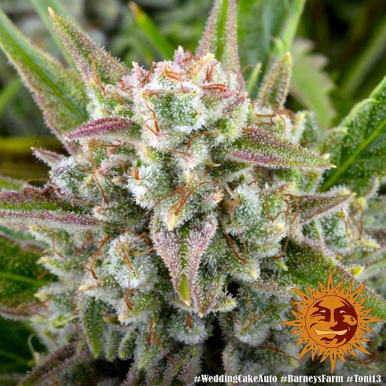 Barney's Farm - Wedding Cake Auto (auto/fem.)