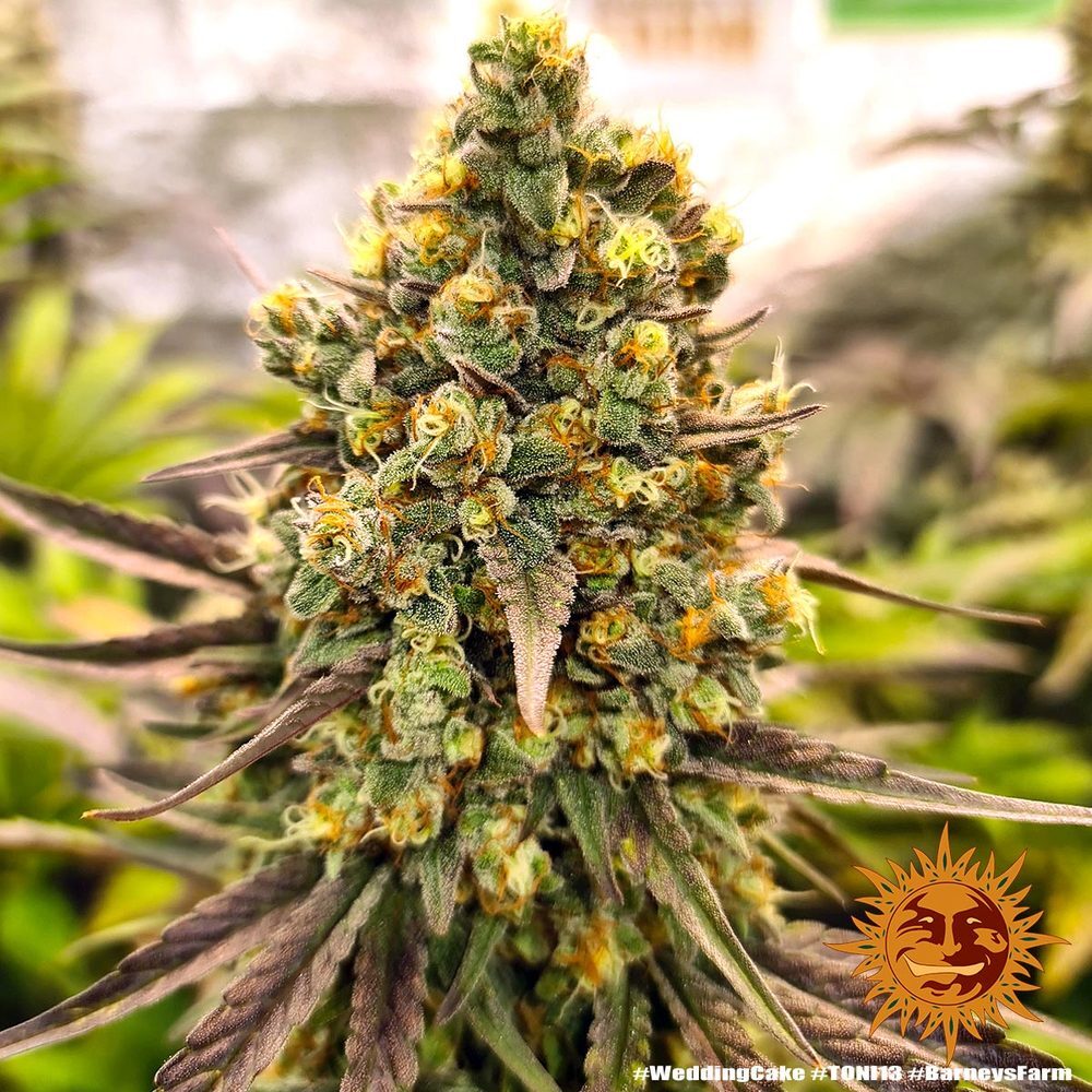 Barney's Farm - Wedding Cake (fem.)