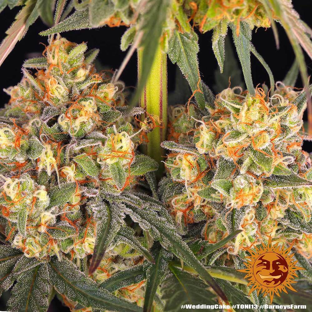 Barney's Farm - Wedding Cake (fem.)