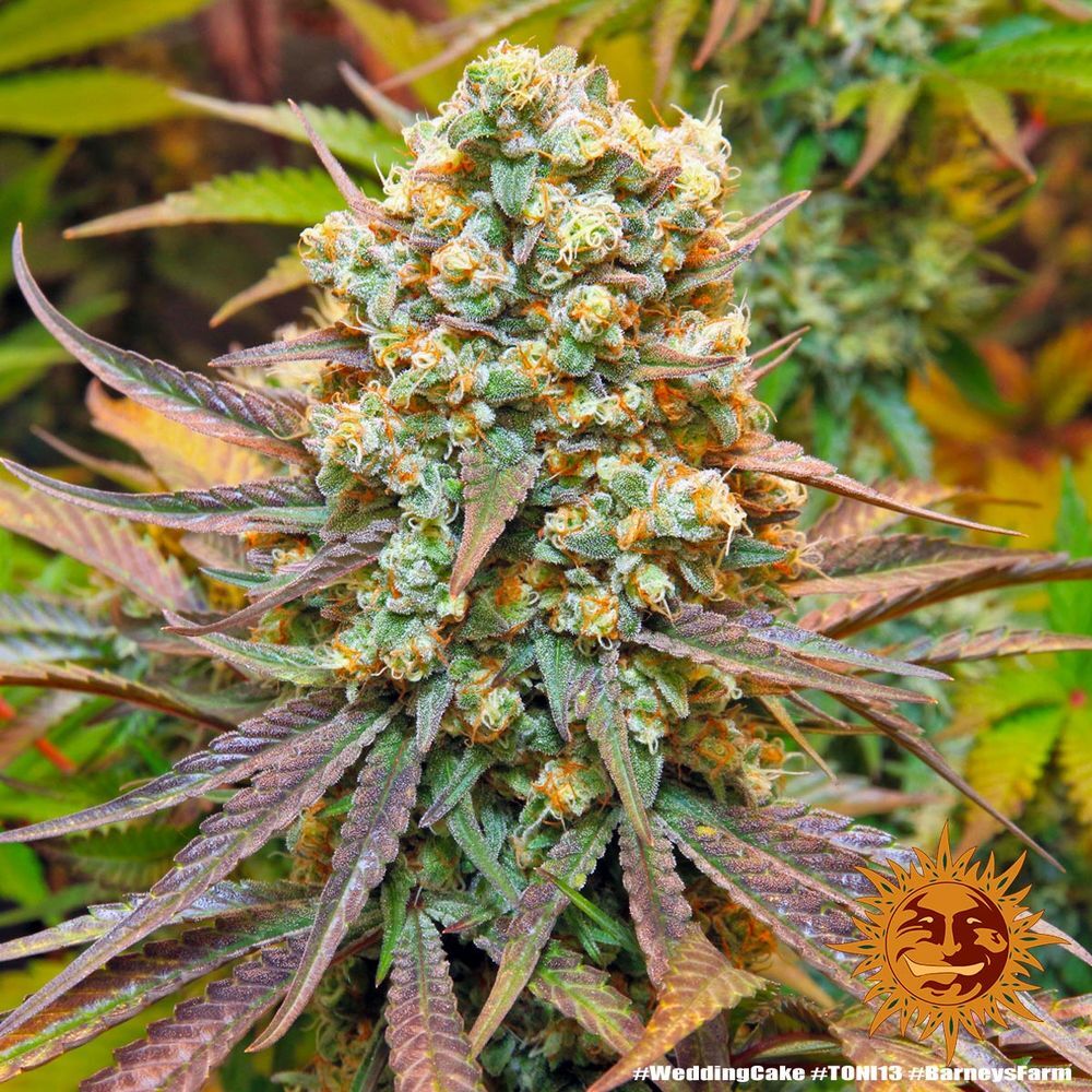 Barney's Farm - Wedding Cake (fem.)