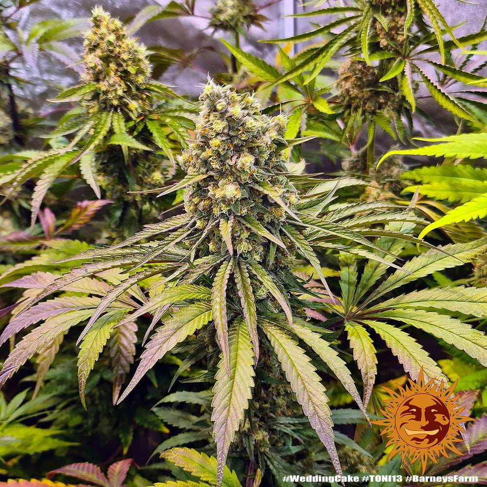 Barney's Farm - Wedding Cake (fem.)