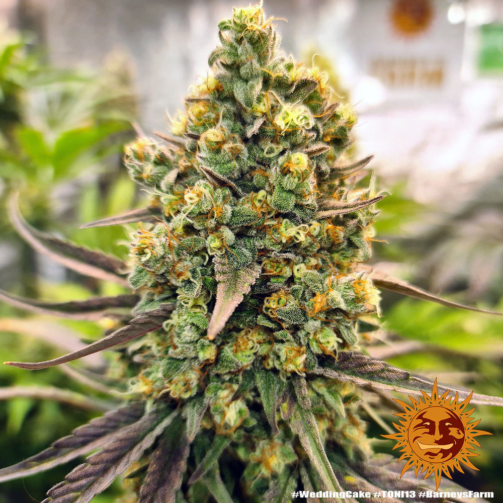 Barney's Farm - Wedding Cake (fem.)
