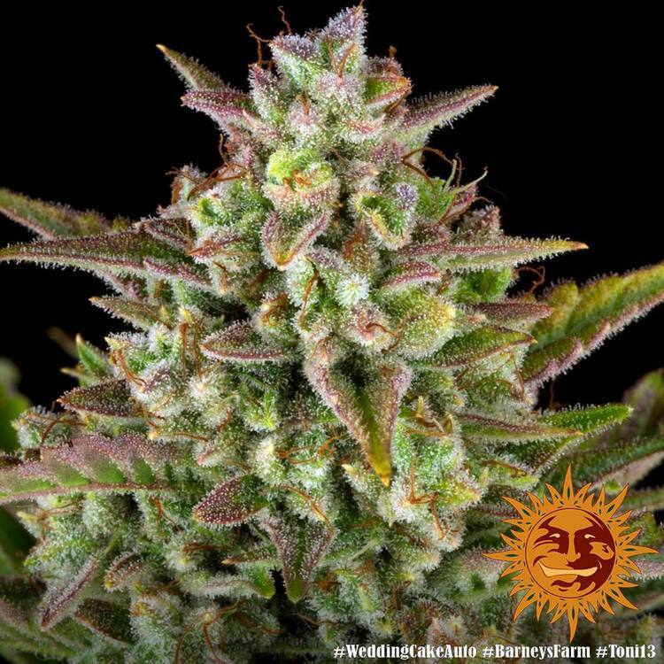 Barney's Farm - Wedding Cake Auto (auto/fem.)