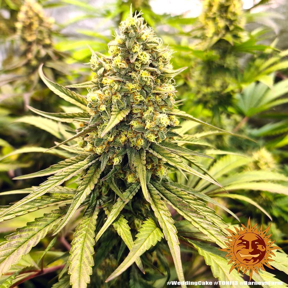 Barney's Farm - Wedding Cake (fem.)