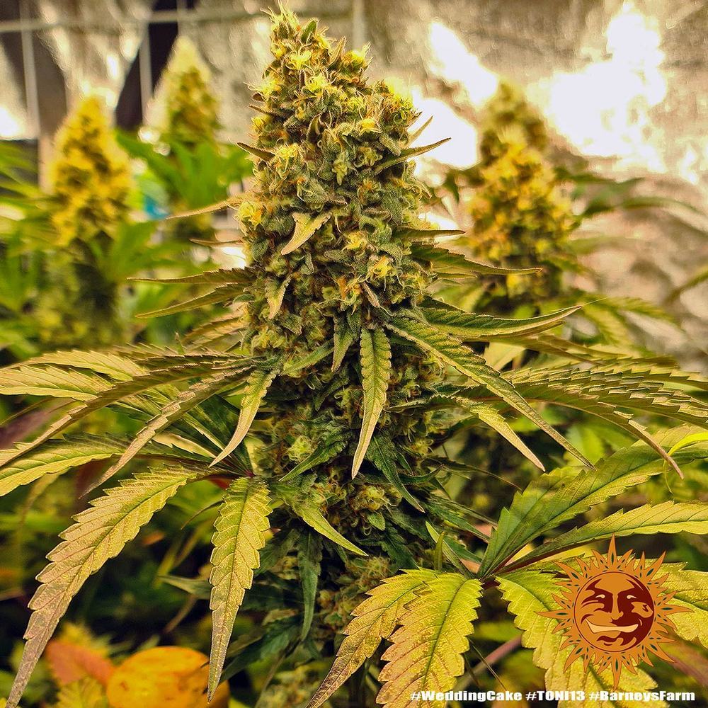 Barney's Farm - Wedding Cake (fem.)