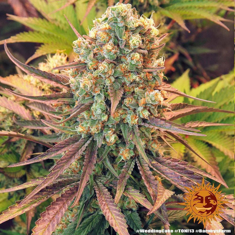 Barney's Farm - Wedding Cake (fem.)