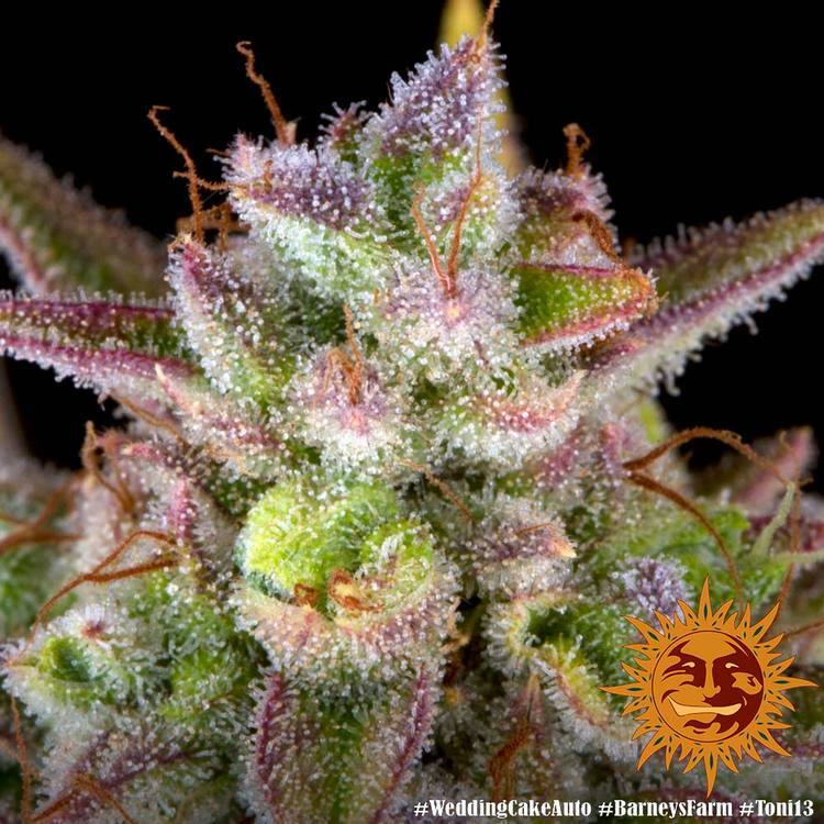 Barney's Farm - Wedding Cake Auto (auto/fem.)
