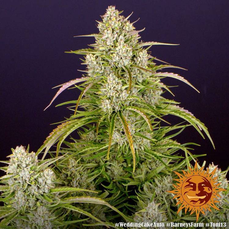 Barney's Farm - Wedding Cake Auto (auto/fem.)