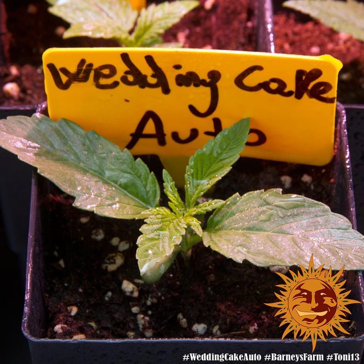 Barney's Farm - Wedding Cake Auto (auto/fem.)