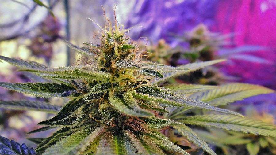 Nirvana Seeds - Auto Blue Mystic (auto/fem.)