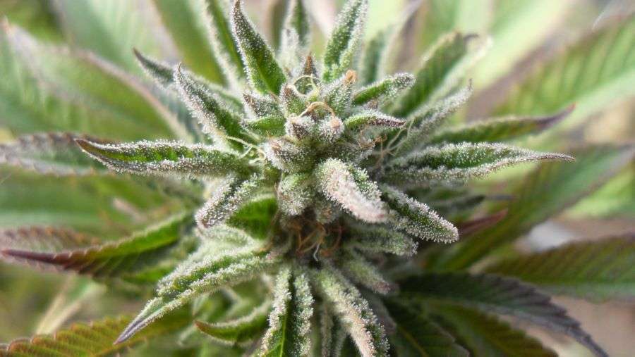 Nirvana Seeds - Auto Blue Mystic (auto/fem.)