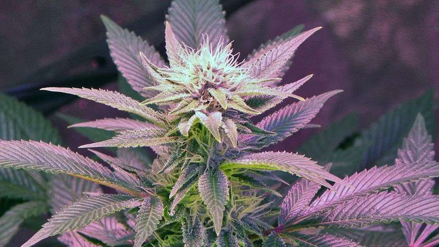 Nirvana Seeds - Auto Blue Mystic (auto/fem.)