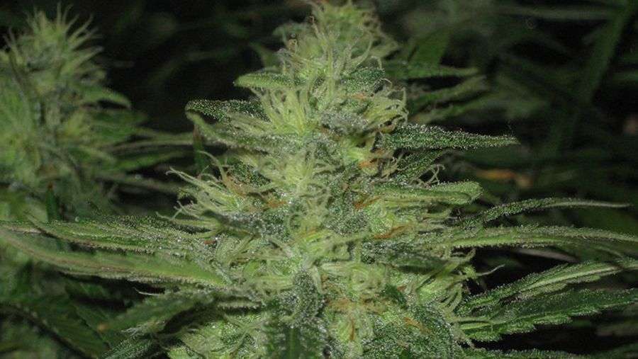Nirvana Seeds - Auto Northern Lights (auto/fem.)