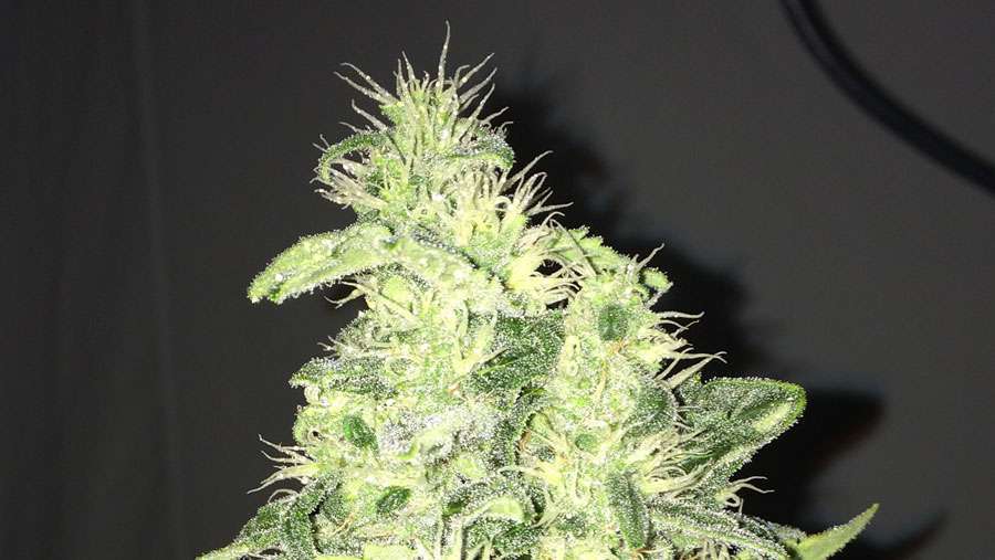 Nirvana Seeds - Supreme CBD Kush (fem.) Nirvana Seeds - Supreme CBD Kush (fem.)