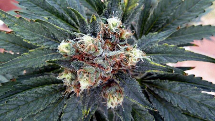 Nirvana Seeds - White Rhino (fem.)