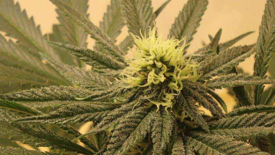 Nirvana Seeds - White Rhino (fem.)