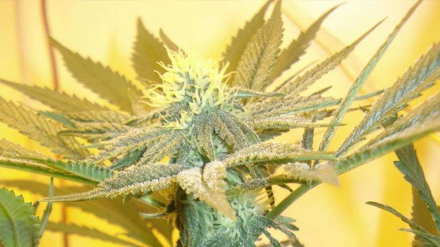 Nirvana Seeds - White Rhino (fem.)