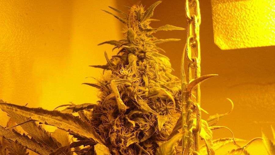Nirvana Seeds - White Rhino (fem.)